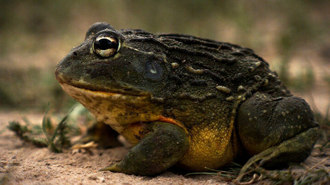 Obdivuhodný svět přírody - Hrabatky