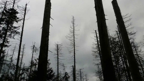 Past pokroku - Krušnohorské lesy zničila černá labuť