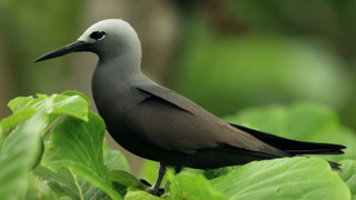 Seychely, ekologický ráj