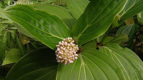 Dobrá rada nad zlato - 17. března 2007