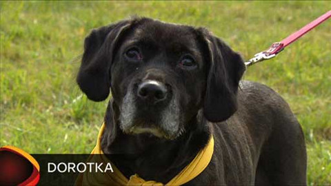 Chcete mě? - Chcete je?