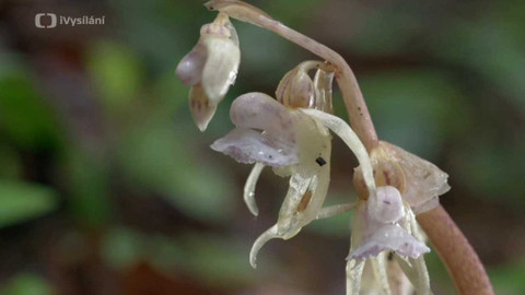 Minuty z přírody - Sklenobýl bezlistý