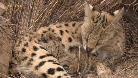 Moje zvířecí rodinka - 19. června 2020