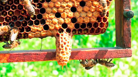 Lovci záhad - Včelí sen