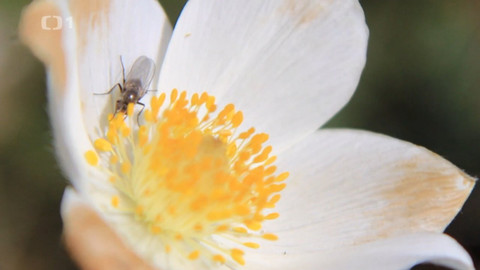 Objektiv - 4. července 2021