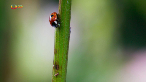V divočině, tam to žije - Epizoda 33/40
