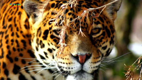 Atlas zvířat - Atlas zvířat