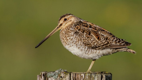 Chcete mě? - 23. června 2019