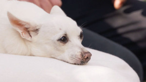 Obrázek pořadu Kočka není pes: Značkující Mikeš a jak vybrat vhodného psa