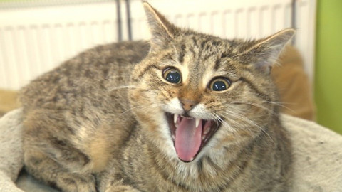 Chcete mě? - Chcete je?