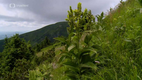 Minuty z přírody - Květnaté horské louky