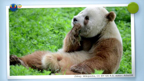 Zprávičky - 6. srpna 2018