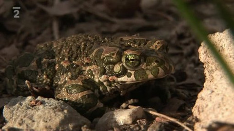 Nedej se! - Ropuchy na Parukářce