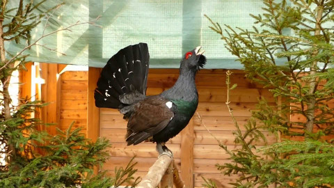 Kvarteto - Akce na ochranu přírody