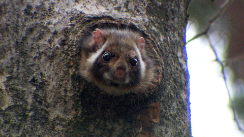 Obdivuhodný svět přírody - Poletucha bělolící
