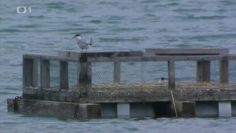 Živé srdce Evropy - Rybák obecný