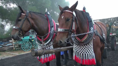 Folklorika - Tradice koní v Lanžhotě