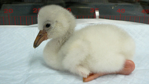 Příběhy zvířecích miminek - Epizoda 19/28