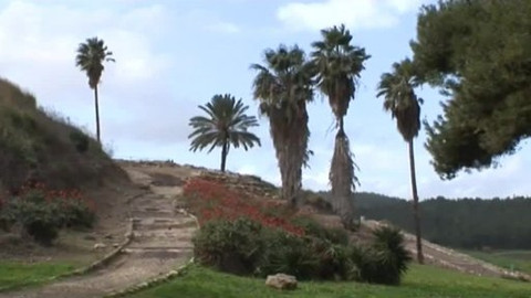 Cesty víry - Strom ve Svaté zemi