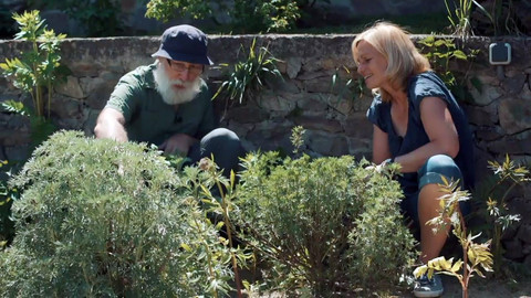 Kouzelné bylinky - Magický pelyněk