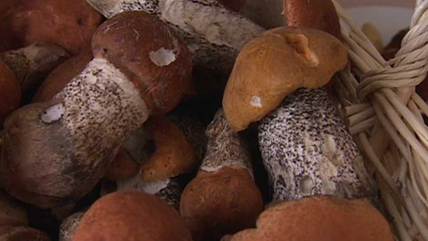 Houby, houby, houby...