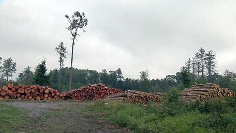 Nedej se! - Komu jde o naše lesy?