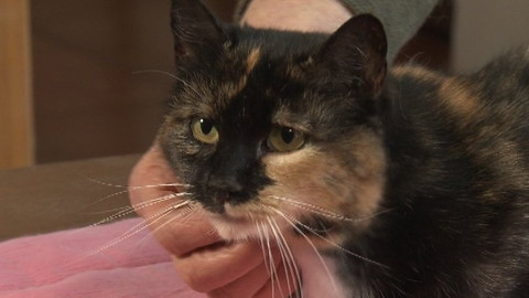 Chcete mě? - Chcete je?