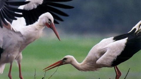 Vodní ptáci - 3/10 Tichý patron