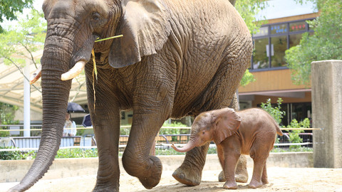 Příběhy zvířecích miminek - Epizoda 5/28