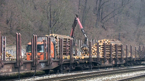 Nedej se! - Vykácet všechno?