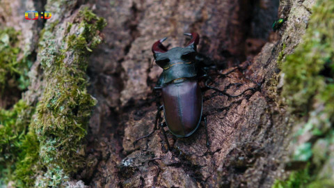 V divočině, tam to žije - Epizoda 2/40