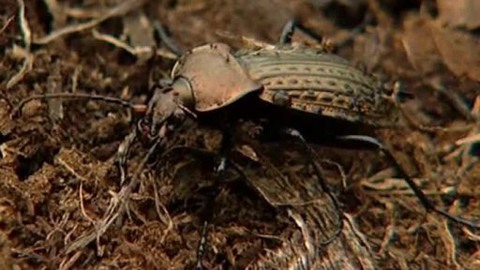 Moudronos - Drobní živočichové