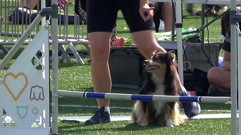 Agility - Brit MČR 2025