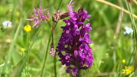 Přidej se - Ohrožená Javořice