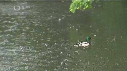 Wiadomości w języku polskim - 2. srpna 2020