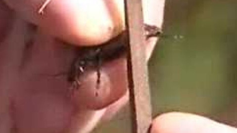 Přidej se - Brouci – střevlíci