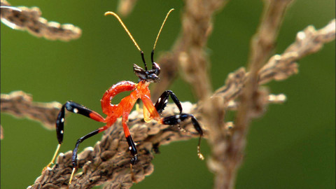 Obdivuhodný svět přírody - Kudlanka korunková