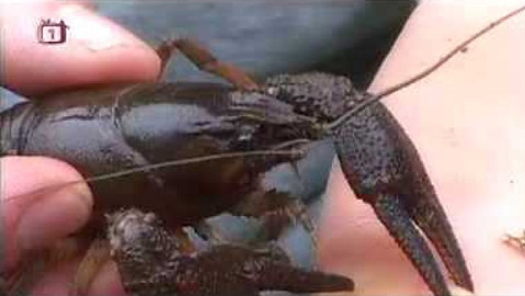 Živé srdce Evropy - Rak říční