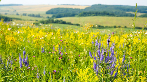 Za oponou přírody - 4/5 Tajemné louky v Karpatech