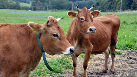 Malá farma - Kráva rohatá