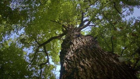 Kapka vody - Lužní lesy v ČR