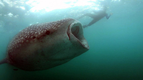 Hvězdy zvířecí říše - 8/32 Největší ryba