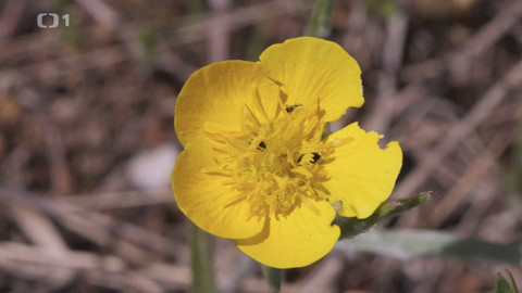 Týden v regionech (Brno) - 25. května 2024