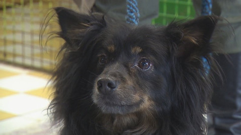 Chcete mě? - Chcete je?