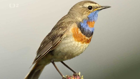 Minuty z Krkonoš - Slavíci z Krkonoš