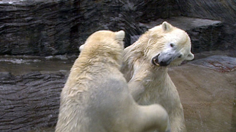 Zprávičky - 19. února 2011