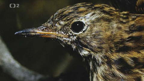 Minuty z Krkonoš - Ptactvo Krkonoš