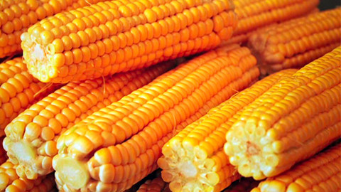 Lovci záhad - Šlechtitel světa