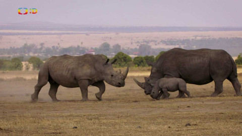 S Jakubem v Africe - 2/13 Nosorožec