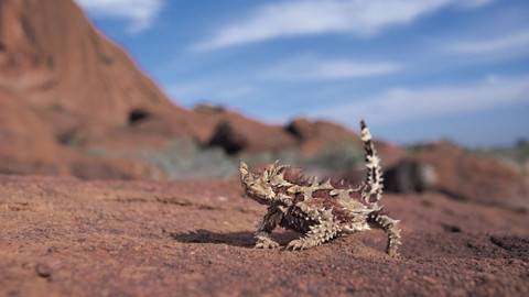 Přírodní mikrosvěty - Rudý střed Austrálie